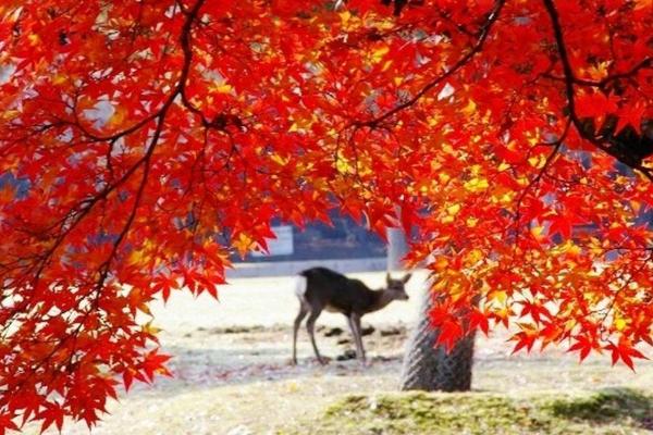【限時限量】超值優惠‧紅葉四都‧五星大阪‧和牛美食關西6日