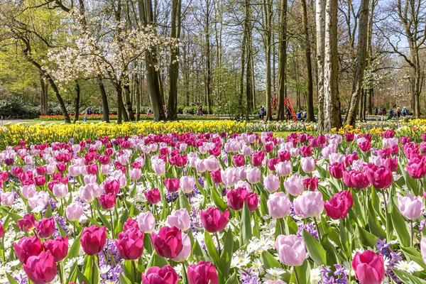 【華麗歐洲】德比荷～花季、科隆大教堂、童話三城遊船、羅曼蒂克大道10日