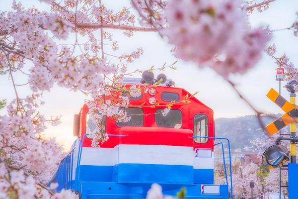 【春櫻舞鎮海】釜山海上花園、斜坡滑車、慶和火車站、私房溫泉川櫻花路5日(一站彩妝)