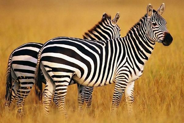 【飛越南非】開普敦.約堡.太陽城.動物獵遊.荷蘭式莊園.尋寶趣10日