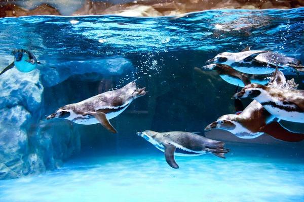 韓國漫旅～樂天世界水族館.韓屋咖啡廳.聖水新地標.韓服體驗潮玩5日(一站彩妝)