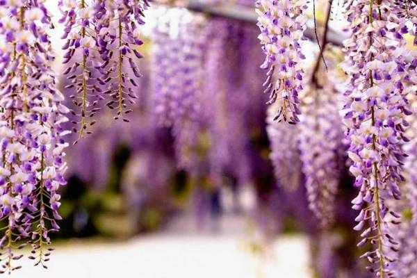 限時●紫藤花季輕遊福熊│ 神話高千穗、舟遊柳川、旅人電車、湯布院5日(星宇JX846/847)