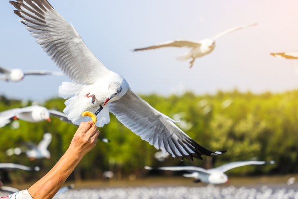 (只走彩妝)【夯遊首爾】韓服遊古宮、海鷗船、新浦市場、恩平韓屋村、水上星巴克、大型超市5日-BR早早