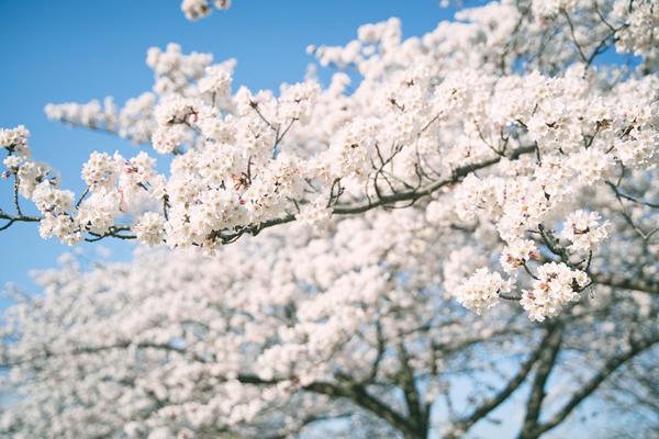 濟州粉櫻盛放~春日療癒跳雙島~牛島珊瑚海.加波島油菜花.手作雞蛋糕5日(一站彩妝)