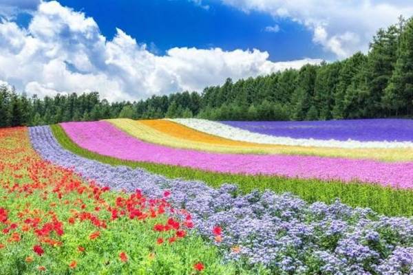 【精選富良野+函館】彩虹花毯、百萬夜景、保住海灯、三晚溫泉、和牛三大蟹五日遊-BR116