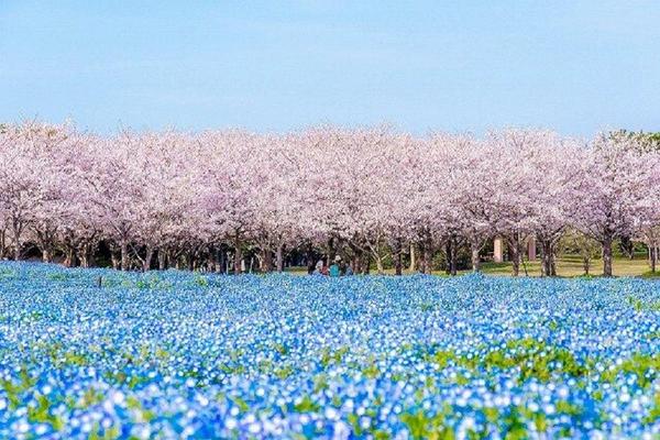 【特惠第二人折3000】【櫻花愛九州】南阿蘇鐡道、高千穗峽、熊本城、柳川扁舟、長腳蟹吃到飽五日