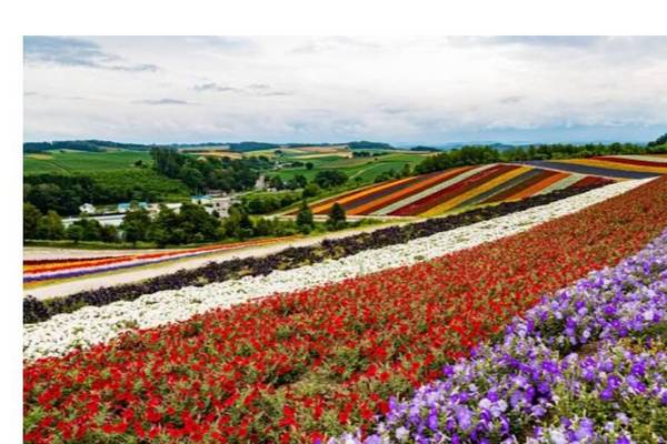 SL【北海道花鄉薰語】留壽都觀景台纜車.尼克斯海洋.洞爺湖遊船6日