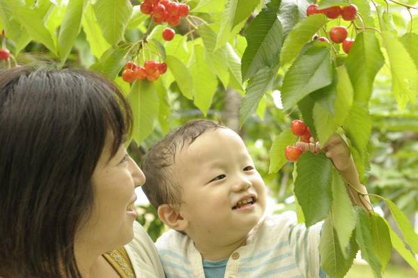 【十人成行精選彩虹花田】甜心櫻桃、浪漫夜景、螃蟹美食、二晚溫泉、満喫北國五日遊-BR116
