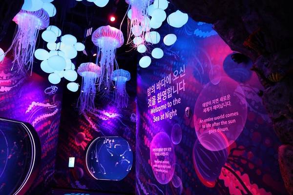 【華現首爾】一日自由活動、樂天世界、COEX水族館+美人魚秀、恩平韓屋村、昌慶宮、米菓DIY+韓服+韓式大頭貼5日
