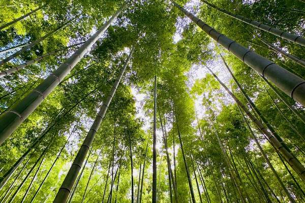 特惠【仙台舒活】銀山古街、竹林抹茶、松島船、大內宿、圓通院、大佛電梯、吃牡蠣、溫泉6日