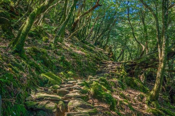 【主題旅遊】屋久島健行之旅五日~世界自然遺產、屋久杉森林樂園