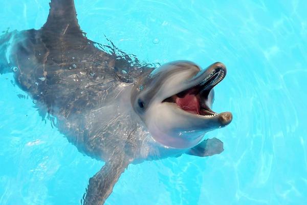 【新北】萬里野柳海洋世界｜門票