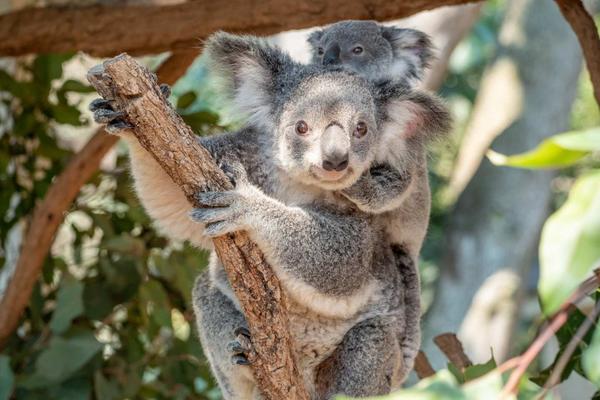 【澳洲】布里斯本 | 龍柏無尾熊動物園 Lone Pine Koala Sanctuary 門票