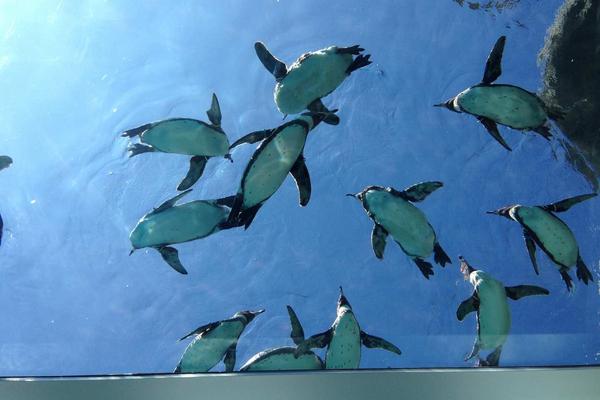 【日本】九州長崎｜九十九島動植物園森閃閃 門票