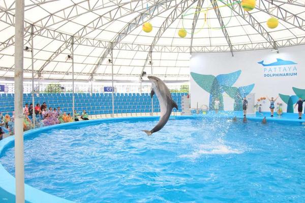 【泰國】芭堤雅海豚館門票