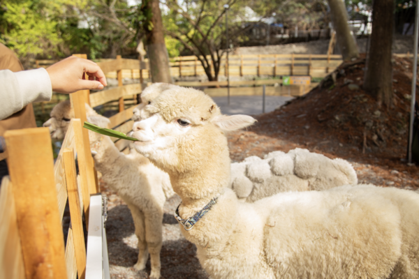 【宜蘭】  水岸森林物語動物園區門票