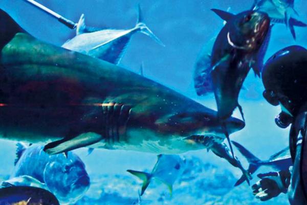 【韓國】SEA LIFE 釜山水族館門票