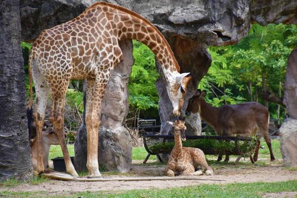 【泰國】芭達雅綠山國家動物園｜門票