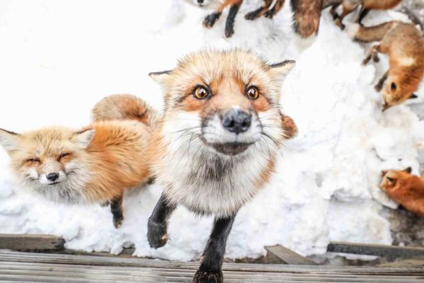 【日本】東北宮城｜藏王狐狸村包車半日遊｜仙台車站出發 (無導遊.日文司機)