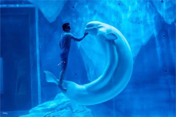 【中國】上海｜海昌海洋公園｜門票