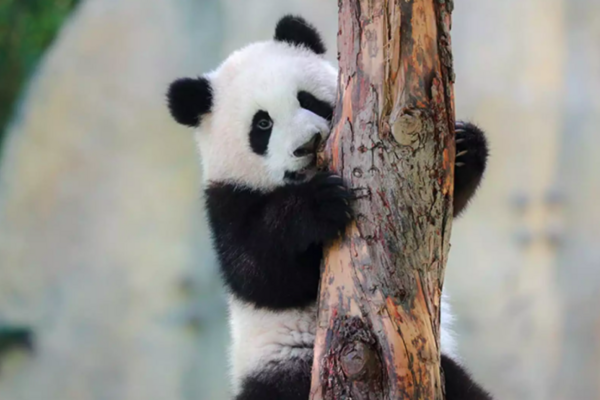 【中國】上海｜野生動物園｜門票