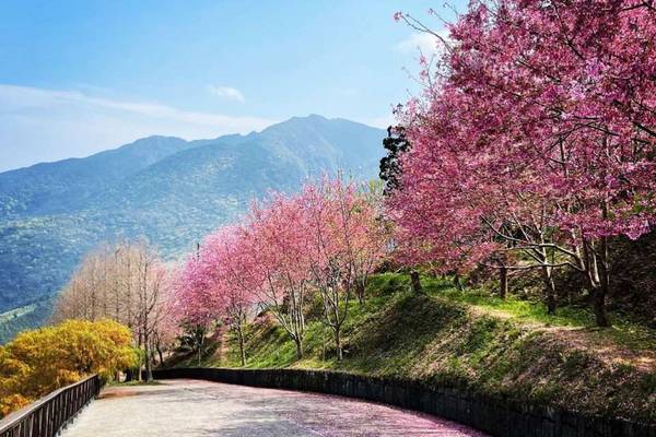 【新竹】數碼天空、內灣老街、金勇DIY番茄農場一日遊｜台北出發