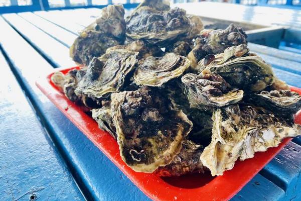【澎湖】海洋牧場海釣樂逍遙｜產地直送新鮮牡蠣吃到飽｜星光海洋牧場（官方直營）