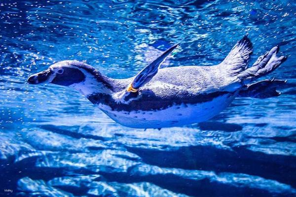 【泰國】普吉島-普吉水族館 | 門票