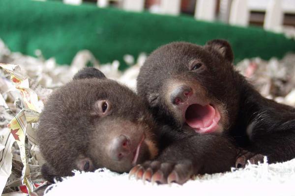 【日本】熊本｜阿蘇卡德利動物樂園｜門票