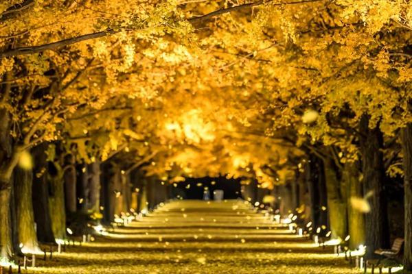 【日本】東京｜賞楓一日遊｜高尾山楓葉祭、昭和紀念公園銀杏步道點燈、讀賣樂園燈光秀｜東京出發