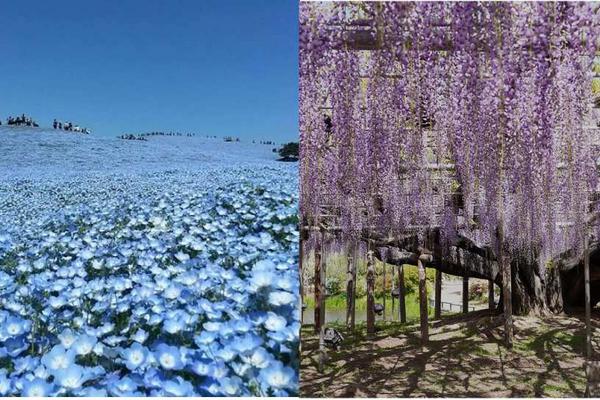 【日本】東京｜紫藤花隧道賞花一日遊｜日立海濱公園粉蝶花海、足利花卉公園｜東京銀座出發