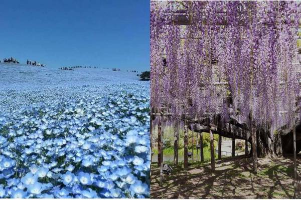 【日本】東京｜紫藤花隧道賞花一日遊｜日立海濱公園粉蝶花海、足利花卉公園｜東京銀座出發