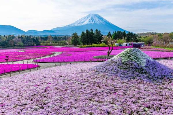 【日本】東京｜富士賞櫻採果一日遊｜富士五合目芝櫻祭、山梨富士水果公園採草莓｜東京新宿出發