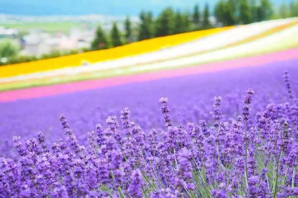 【日本】北海道｜富良野一日遊｜富田農場彩虹花田、美瑛四季彩之丘、白金青池｜札幌出發