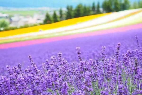【日本】北海道｜富良野一日遊｜富田農場彩虹花田、美瑛四季彩之丘、白金青池｜札幌出發