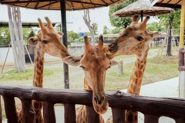 【泰國】大城府野生動物和古廟之旅｜Sriayuthaya 獅子公園、泰式服裝體驗