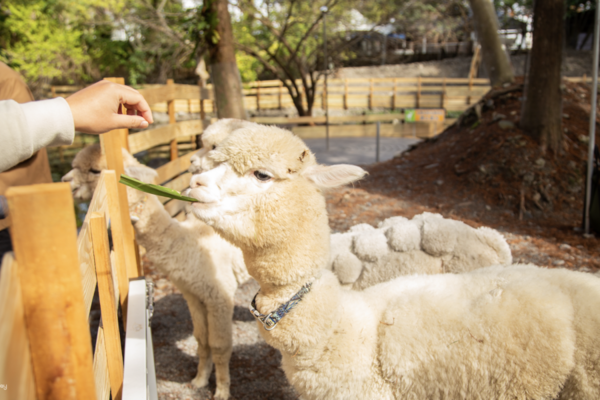 【宜蘭】水岸森林物語動物園區｜門票