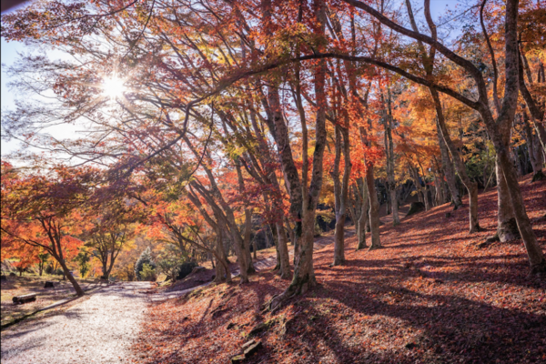 【日本】伊豆賞楓一日遊｜修善寺自然公園、修善寺溫泉「竹林小徑」、紅橋散步、三島天空大吊橋、箱根神社｜東京出發