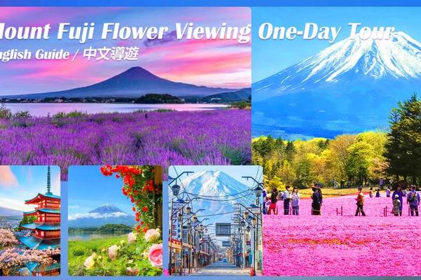 【日本】１人成行☄東京｜富士山網紅景點一日遊｜新倉山淺間公園、忍野八海、河口湖四季花海或富士山芝櫻祭｜東京出發