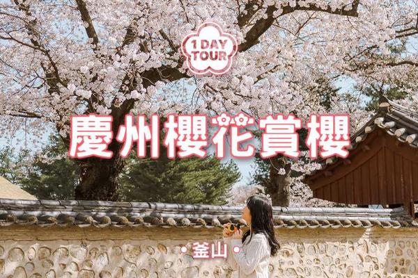 【韓國】慶州｜櫻花一日遊｜釜山出發