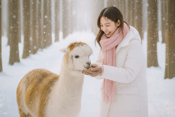 【韓國】江原道一日遊｜南怡島、羊駝牧場、晨靜樹木園、冬季限定魚飛溪谷｜首爾出發