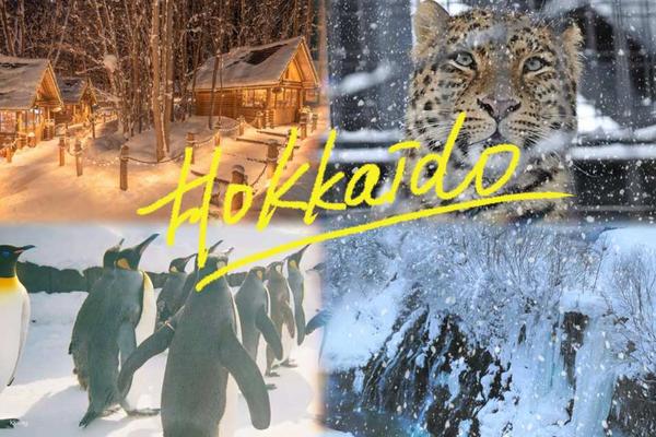 【日本】北海道一日遊｜旭山動物園、白鬚瀑布、美瑛網紅樹或森林精靈露台｜札幌出發