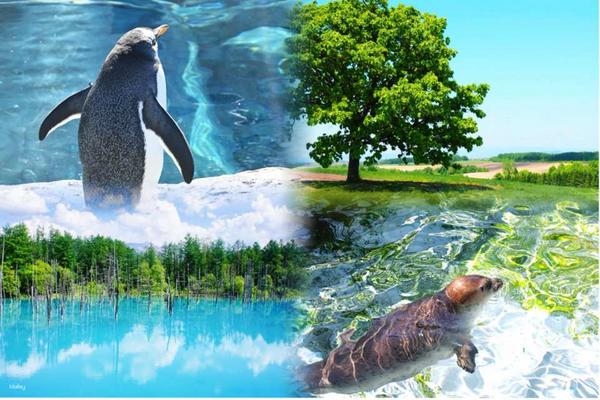 【日本】北海道一日遊｜旭山動物園、白鬚瀑布、美瑛網紅樹、夏季青池｜札幌出發