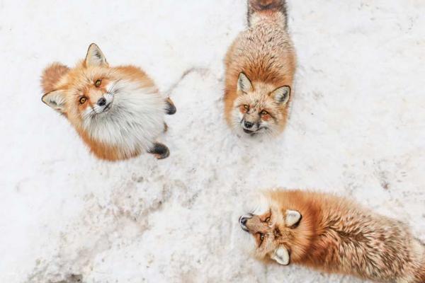 【日本】宮城仙台｜藏王狐狸村、日本三景松島拼車一日遊 ｜仙台站出發