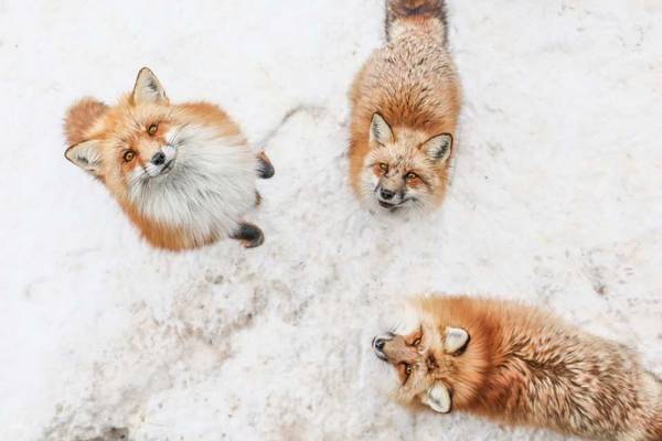 【日本】宮城仙台｜藏王狐狸村、日本三景松島拼車一日遊 ｜仙台站出發