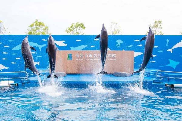 【日本】東北｜仙台海洋森林水族館｜門票