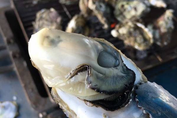 【澎湖】2026 澎湖花火節｜海洋牧場｜花火船、垂釣體驗、鮮蚵炭烤、海鮮粥吃到飽