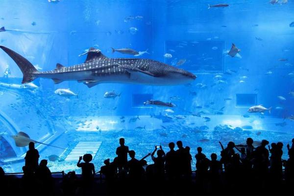 【日本】沖繩一日遊｜美麗海水族館＆古宇利島＆萬座毛｜那霸市區出發接送＆可攜帶行李