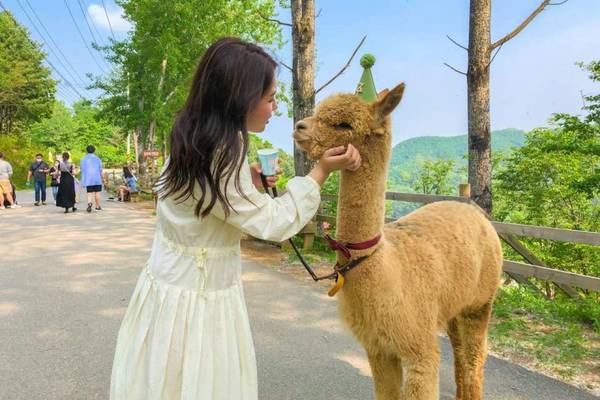 【韓國】夏日親子限定｜水蜜桃農場採摘體驗、樂高樂園、LUGE斜坡車、江村鐵路自行車、羊駝牧場｜首爾出發 (*含樂高樂園 交通套票優惠組合)