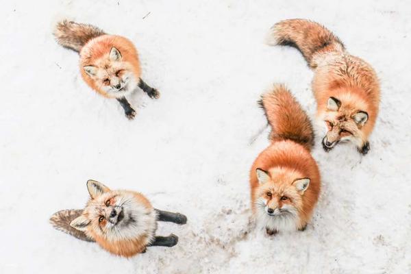 【日本】東北宮城｜藏王半日遊｜仙台車站出發 (無導遊.日文司機)